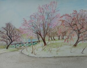 伊藤不二雄 桜咲く！長居公園