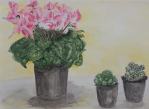 鉢植えのシクラメンとサボテン二種