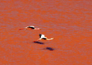 天空のフラミンゴ