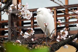 白鷺の花見