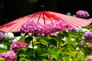 紫陽花の詩　　