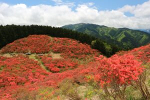 ツツジ一色！大和葛城山　