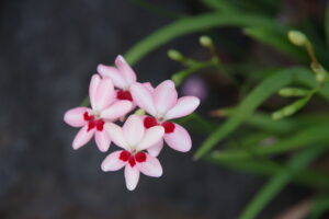 春　ひと花