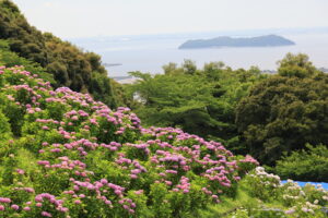 梅雨の花