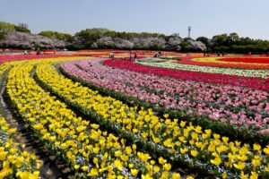 チュウリップと桜の共演　