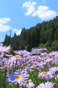 友禅菊　