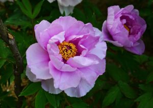百花の王
