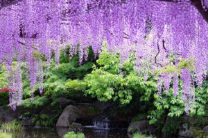 初夏の香り