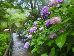 紫陽花の道　