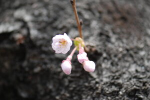 蕾