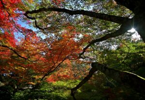 秋の根香寺境内（高松市中山町）